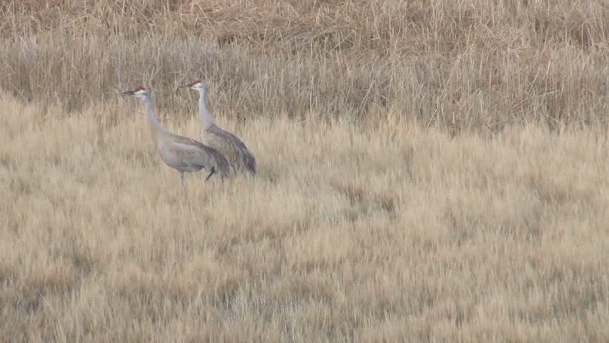 Sand-hill Cranes in the tall grasses of Northern Utah
