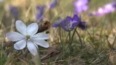 Flowering Liverwort, Hepatica nobilis during spring in sweden