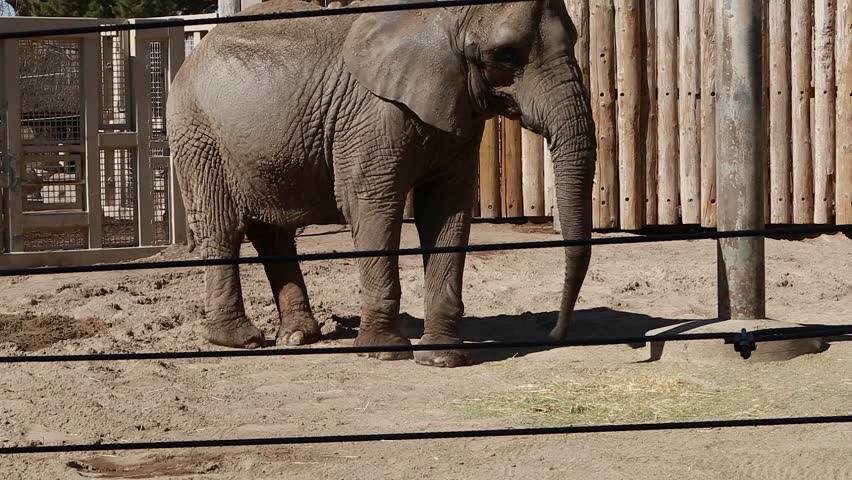 african elephant captivity zoo Stock Footage Video (100% Royalty-free