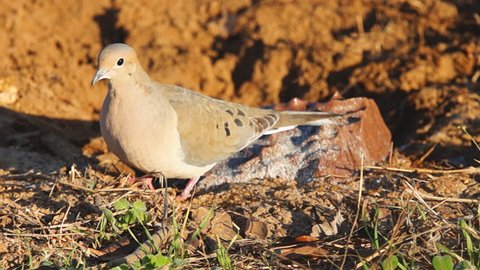Mourning Dove (Zenaida macroura), feeding at a mineral rock location, early morning,just after daybreak. Slow motion, 1/2 natural speed. April in Georgia