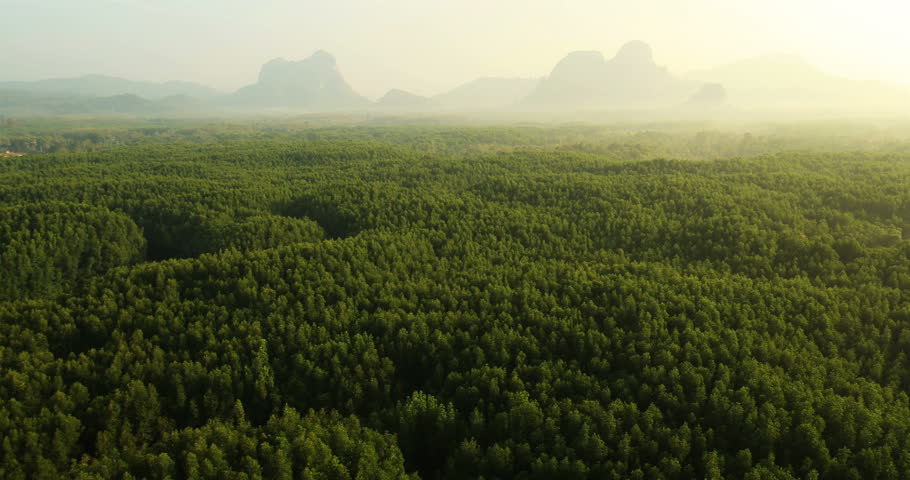 Aerial View: Mangrove forest in Krabi province, Thailand, February 2014. Krabi is a town on the west coast of southern Thailand at the mouth of the Krabi River where it empties in Phangnga Bay.