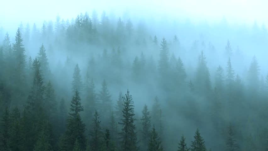 Time lapse of mist rising in the forest