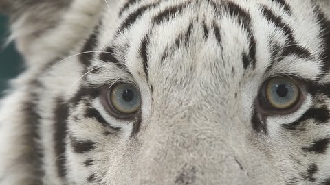 white bengal tiger face close up