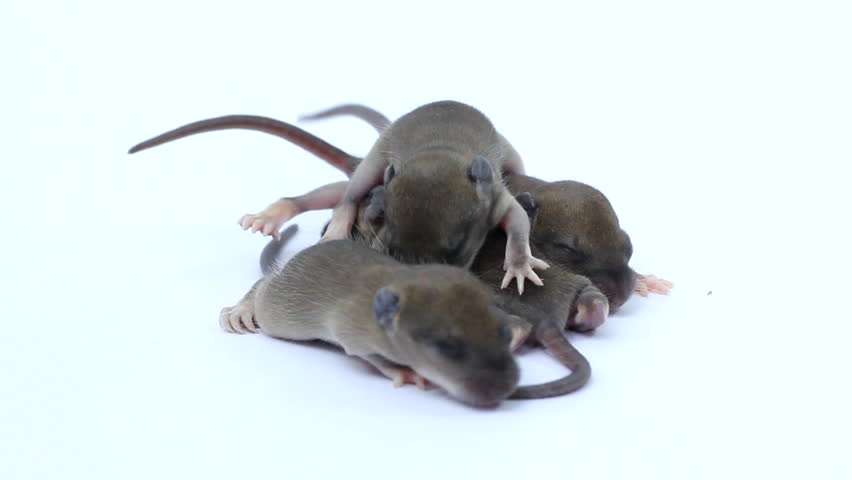 biceps new born could not open eyes