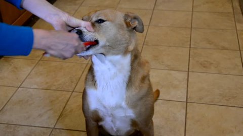 Dog getting her teeth brushed by a good owner. Even dogs need to have good dental hygiene.
