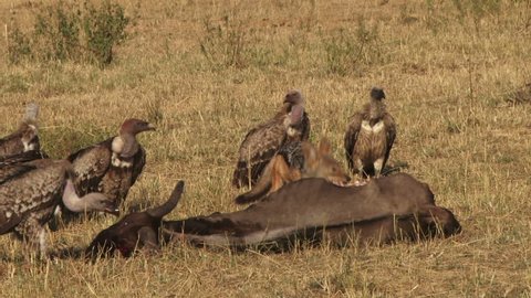 vultures waiting their chances while jackal is eating.
