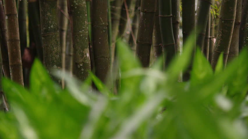 Closeup shot with rack focus of grass with trees.