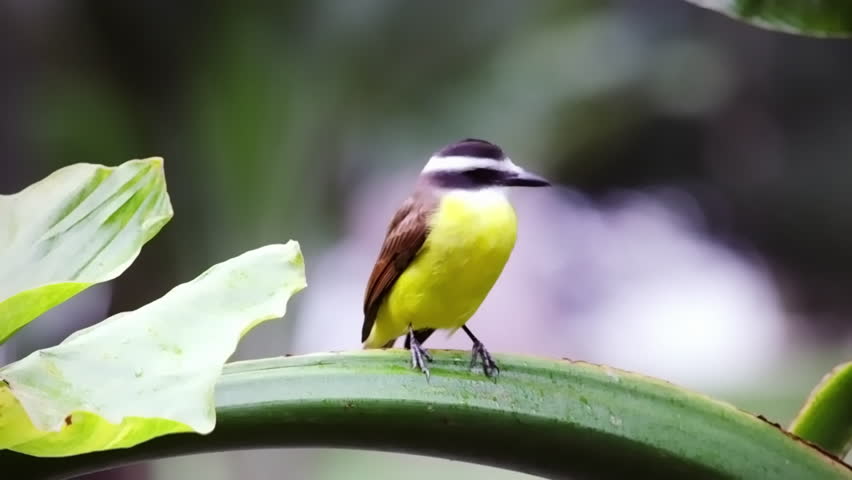 Yellow bellied bird perching on green stem in Rio, Brazil.