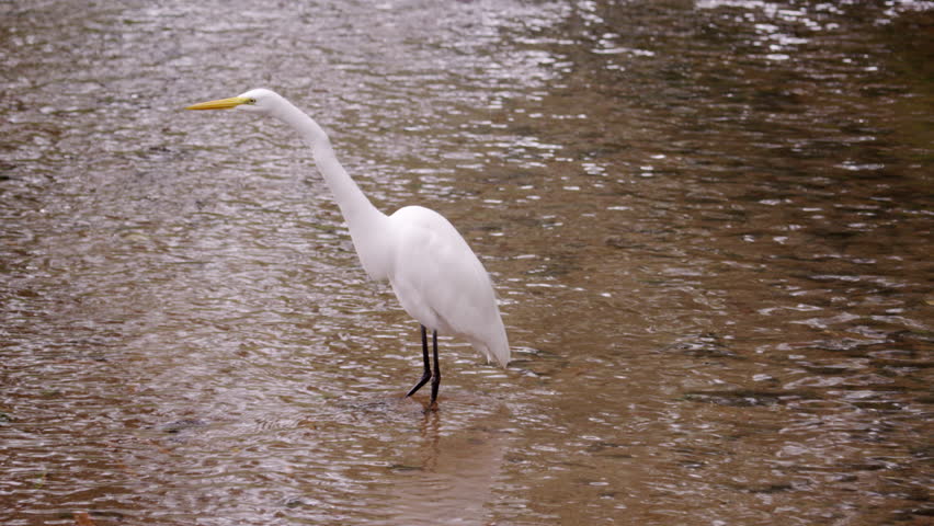 White bird wading in water in Rio.