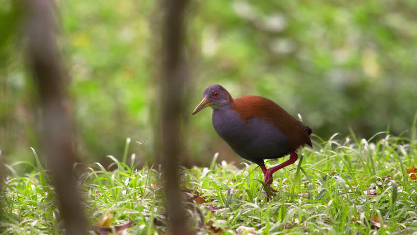Shot of reddish bird in Rio Brazil.
