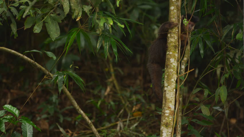 Pan slow motion A Capuchin monkey climbs down a tree.