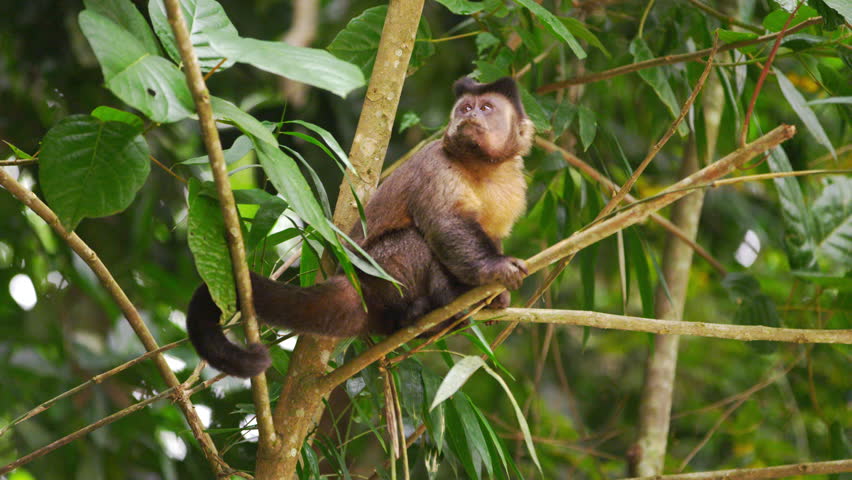 Slow moton of a capuchin monkey sitting on a tree branch.