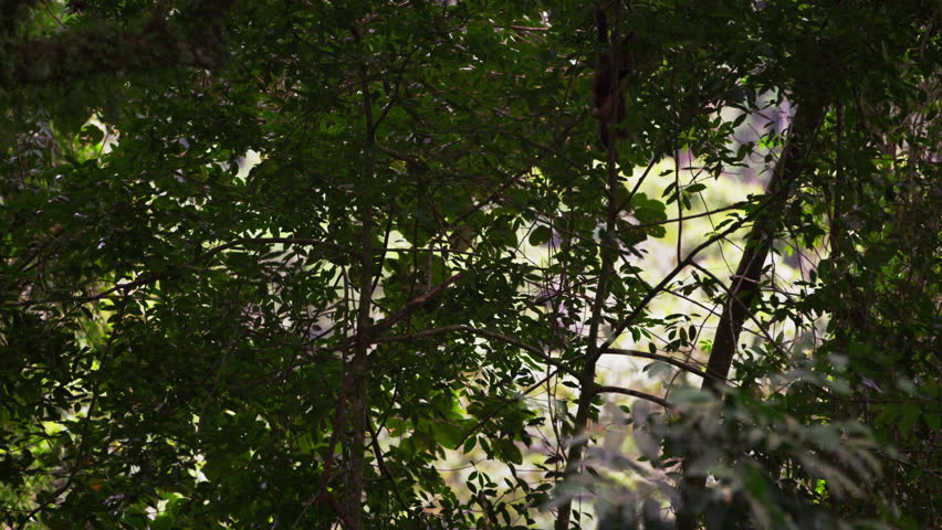 Pan slow motion A Capuchin monkey climbs down tree branches.