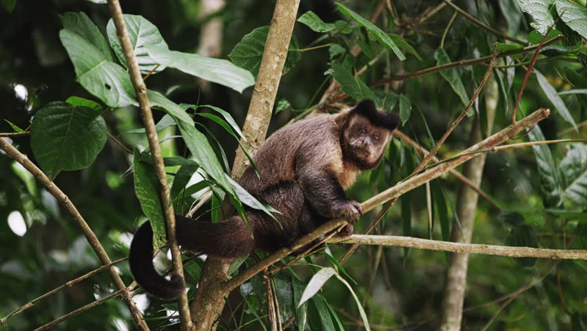 Slow moton of a capuchin monkey sitting on a tree branch licking with his