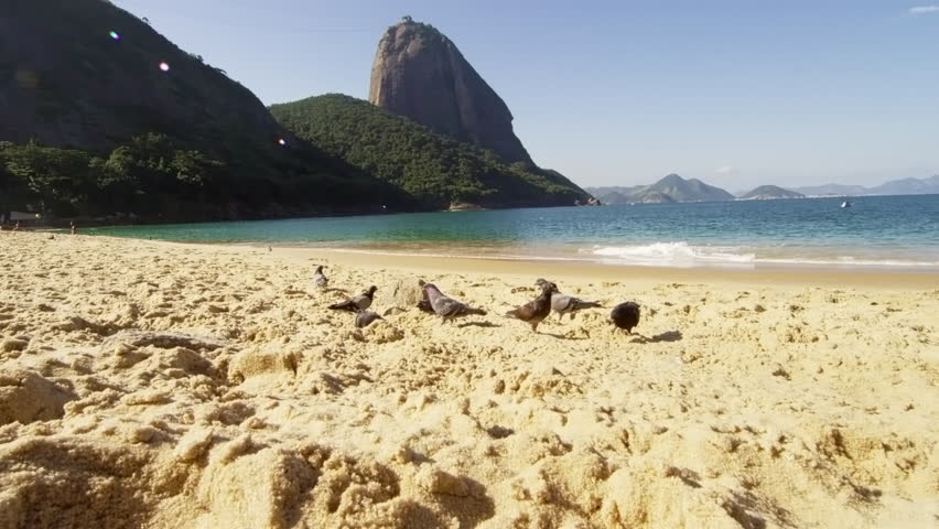 Slow motion of birds flying from Red Beach's sand in Rio.
