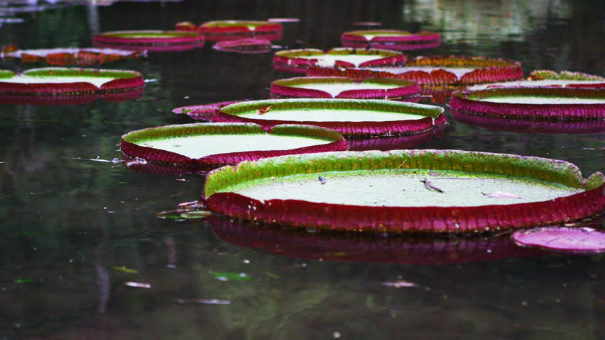 Panning shot of pink and green waterlillys in