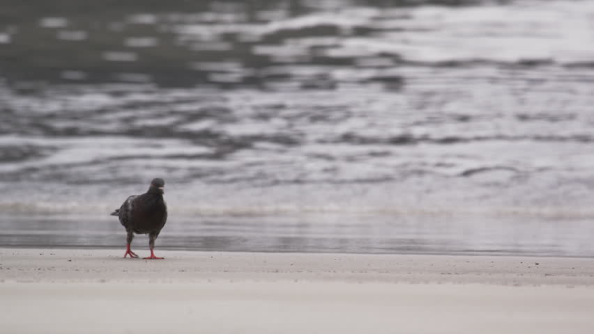 A pigeon walking on the beach in Rio de Janeiro, Brazil