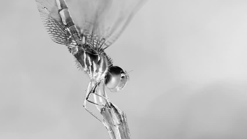 Dragonfly x-ray effect footage macro photography 