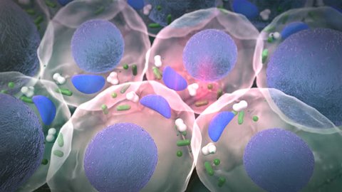 fat cell, cell structure, field of  fat cells, High quality 3d render of fat cells,  cholesterol in a cells, field of cells, Cell division, Microscopic image of cells, Cells,  Medical video background