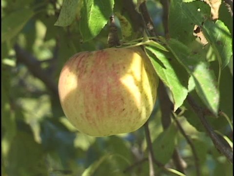 Apple On Tree