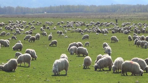 Herding Sheep in Mountains, Flock of Lambs Grazing Hill, Pastoral Grassland