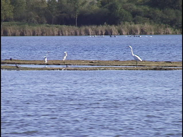 Birds on Island