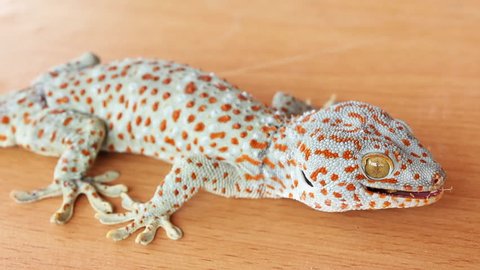 Portrait of a gecko