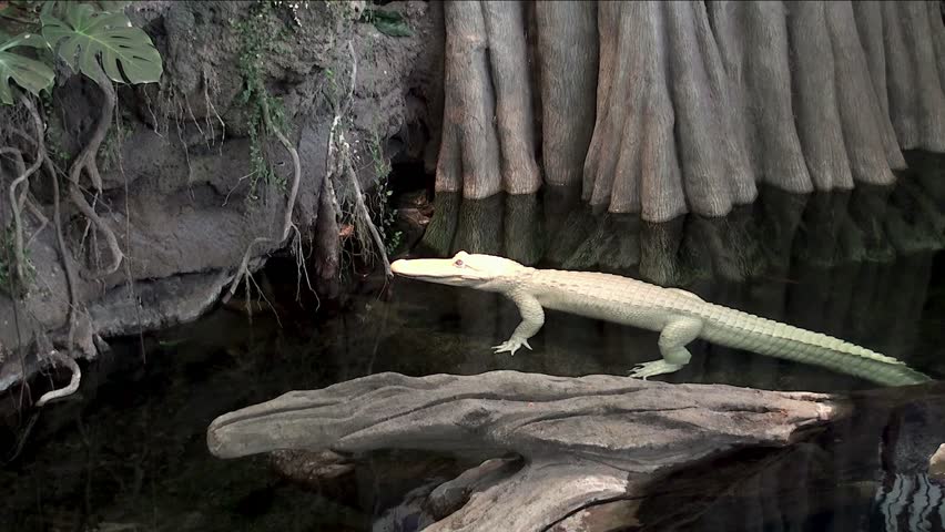 A rare albino American alligator.