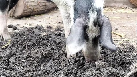 Free range pig farming. The pig is digging up the ground