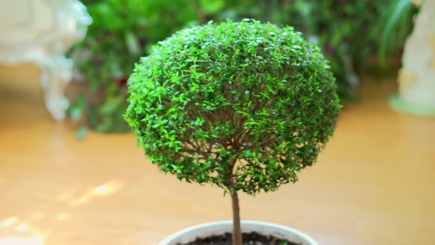 House Plant Myrtle Tree Rotation Stock Footage Video 100 House Plant Myrtle Tree Rotation Stock