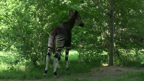 Okapi eating from bushes