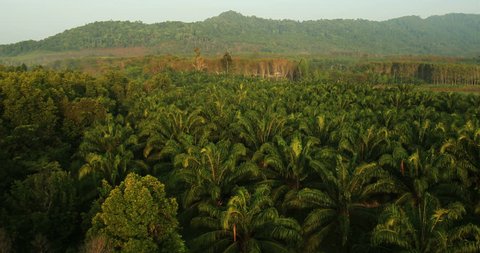 Aerial View: Palm oil plantation in Krabi province, Thailand. February 2014.  Krabi is southern province on Thailand's Andaman seaboard. The region derives much of its income from tourism.