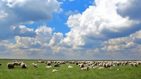 Sheep grazing ; Idyllic picture of sheep which graze on green meadow and beautiful cloudy sky,video clip
