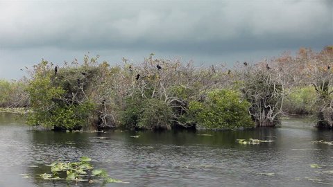 Everglades National Park Cormorant Birds in tree. The Anhinga Trail is a trail in the Everglades National Park. Near Royal Palm Visitor Center. Boardwalk over Taylor Slough, freshwater sawgrass marsh.