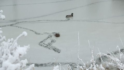 Ducks and Falling Snow. Ducks swim in an icy pond then fly off during a winter snow storm.