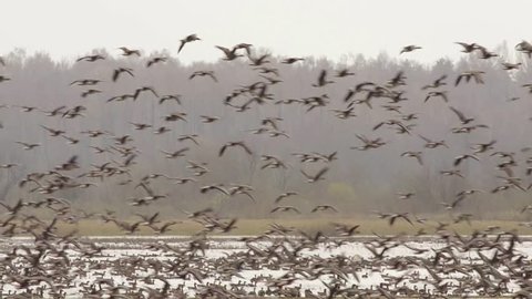 Flock of migrating wild geese. Large flock flying and some resting.