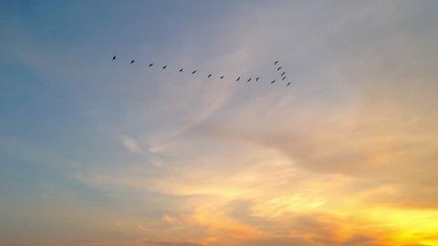 a flock of birds fly at sunset
