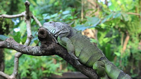 Lazy and big iguana on the tree, Bali, Indonesia. 