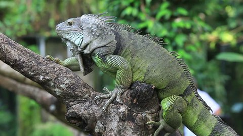 Lazy and big iguana on the tree, Bali, Indonesia. Close up video.