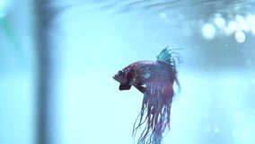 Betta Fish closeup. Colorful Dragon Fish. Aquarium. Slow motion fill HD 1080 video footage. Slowmotion. Slow-mo. High speed camera