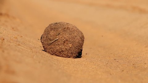Dung beetles rolling their sand covered dung ball, South Africa