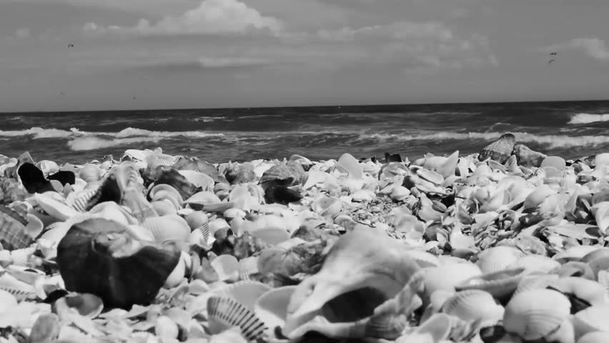 black sea shells on the beach