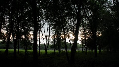 Sunlight streaming through trees time lapse