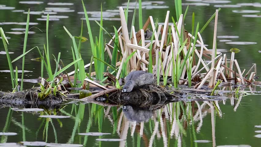 Pied-Billed Grebes Mating