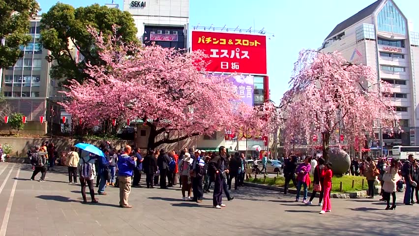 tokyo japan - march 24 cherry Stock Footage Video (100% Royalty-free