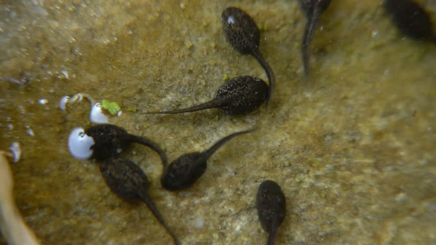 common toad tadpoles pond crystal Stock Footage Video (100% Royalty-free)  6148253 | Shutterstock