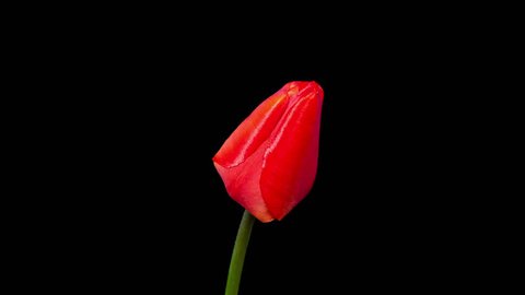 Timelapse of red tulip flower blooming on black background in 4K