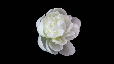 Timelapse of white peony flower blooming on black background in 4K