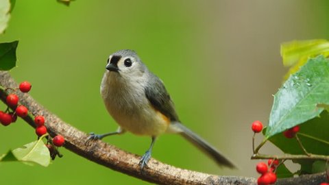 Tufted Titmouse (Baeolophus bicolor) during a spring Georgia rain. Slow motion, 1/2 natural speed.