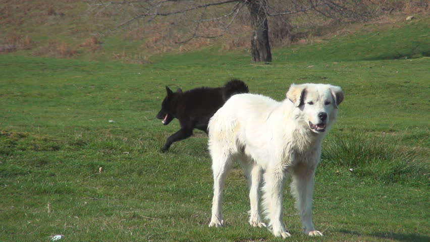 barking dogs defending sheep lamb mountains Stock Footage Video (100% ...